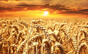God will separate the wheat from the tares